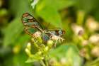 Caribbean-Trinidad-Asa Wright Nature Center Agnosia clearwing butterfly feeding Art Print